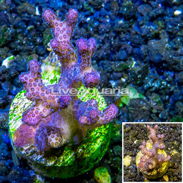 LiveAquaria® Cultured Pocillopora Coral