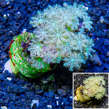 LiveAquaria® Cultured Pipe Organ Coral