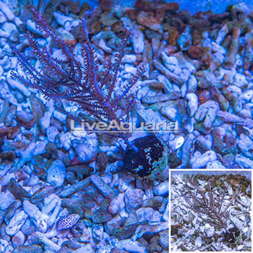 Purple Sea Whip 