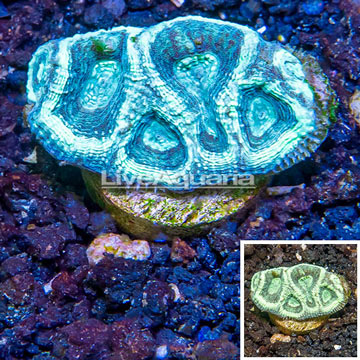 LiveAquaria® Cultured Goniastrea Coral