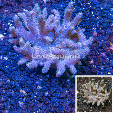 Sinularia Leather Coral Vietnam