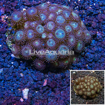 Zoanthus Coral Indonesia