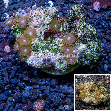 Zoanthus Coral Indonesia