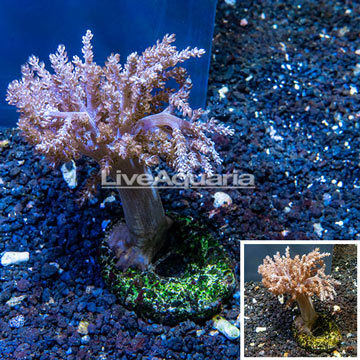 Pineapple Tree Coral Indonesia