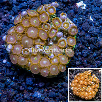 Zoanthus Coral Indonesia