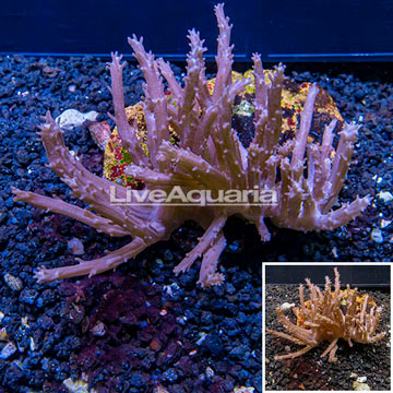 Tree Coral Indonesia