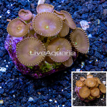 Protopalythoa Coral Indonesia