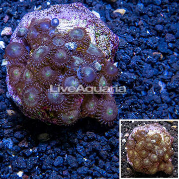 Zoanthus Coral Indonesia