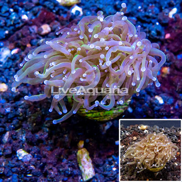 LiveAquaria® Cultured Torch Coral