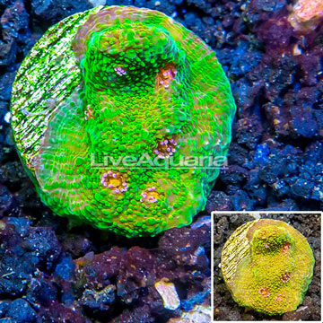 LiveAquaria® Cultured Ultra Chalice Coral