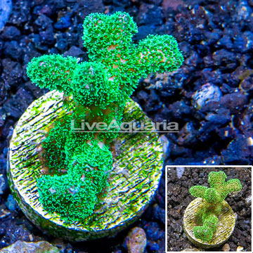LiveAquaria® Cultured Pocillopora Coral