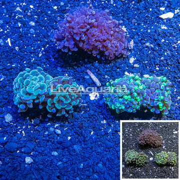 LiveAquaria® Cultured Hammer Coral, 3 Pack