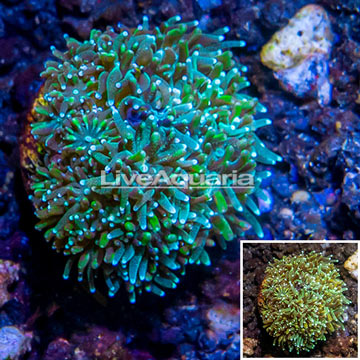 LiveAquaria® Cultured Galaxea Coral