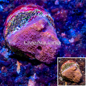 LiveAquaria® Cultured Ultra Chalice Coral