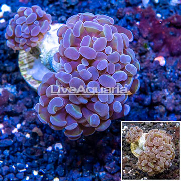 LiveAquaria® Cultured Hammer Coral