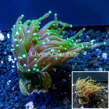 LiveAquaria® Cultured Torch Coral