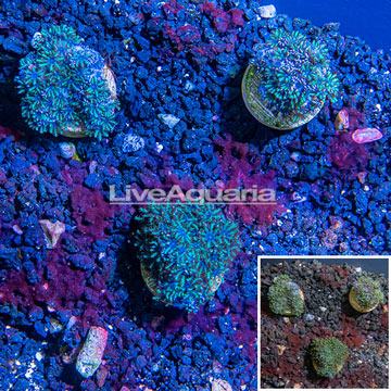 LiveAquaria® Cultured Sympodium Polyps, Three Pack