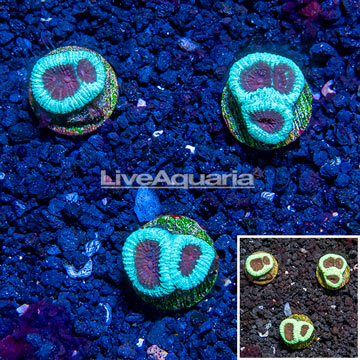 LiveAquaria® Cultured Goniastrea Coral, Three Pack