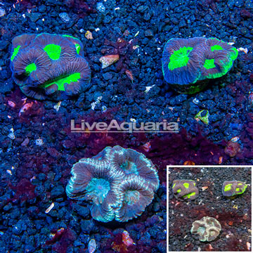 LiveAquaria® Cultured Goniastrea Coral, Three Pack