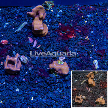 LiveAquaria® Cultured Blue Ridge Coral, Three Pack