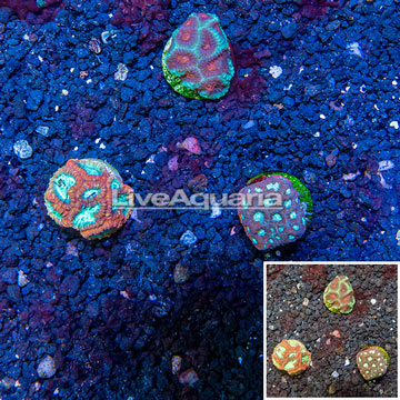 LiveAquaria® Cultured Favia Coral, Three Pack