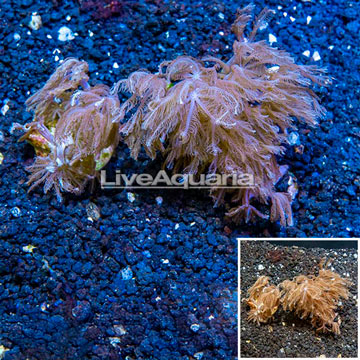 LiveAquaria® Cultured Anthelia Coral, Two Pack
