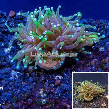 LiveAquaria® Cultured Torch Coral