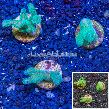 LiveAquaria® Cultured Pocillopora Coral, Three Pack