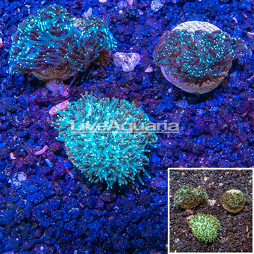 LiveAquaria® Cultured Galaxea Coral, Three Pack