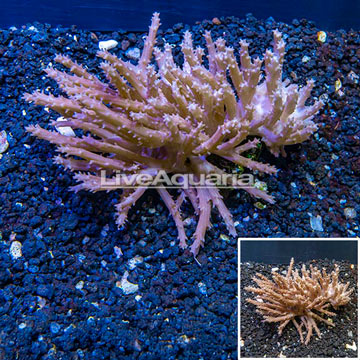 Tree Coral Indonesia