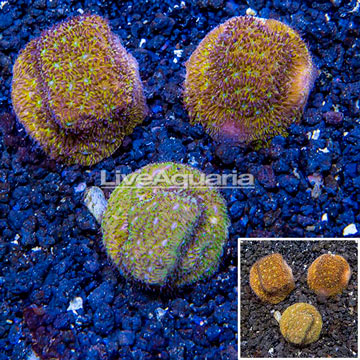 LiveAquaria® Three Pack Cultured Leptoseris Coral