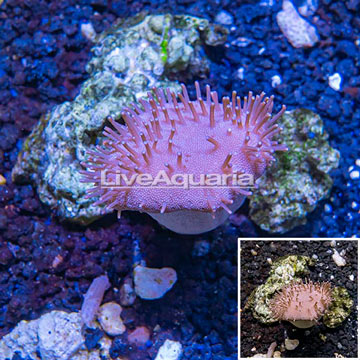 Toadstool Leather Coral Vietnam