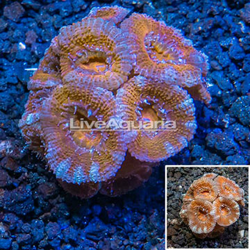 LiveAquaria® Cultured Acan Lord Coral