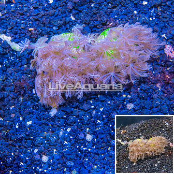 LiveAquaria® Cultured Anthelia Coral, Two Pack