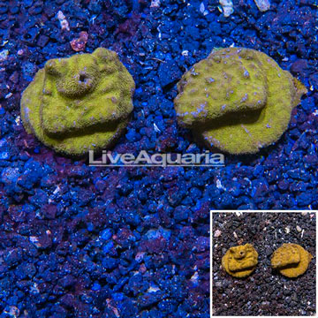 LiveAquaria® Cultured Psammacora Coral, Two Pack