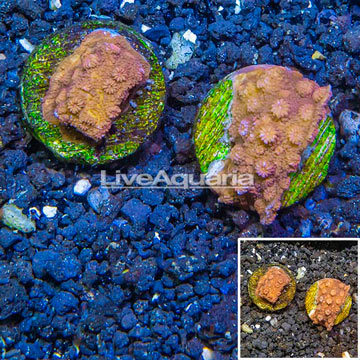 LiveAquaria® Cultured Cyphastrea Frag, Two Pack