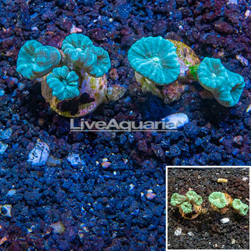 LiveAquaria® Cultured Caulastrea Coral, Two Pack