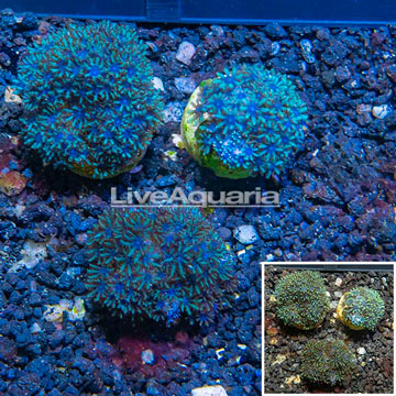 LiveAquaria® Cultured Blue Sympodium Coral, Three Pack