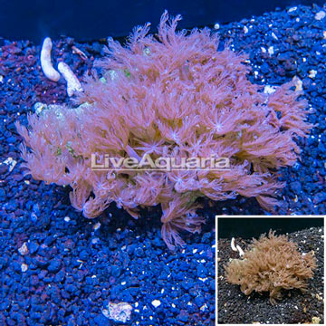 Waving Hand Coral Vietnam