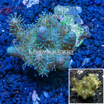 Devil's Hand Leather Coral Vietnam