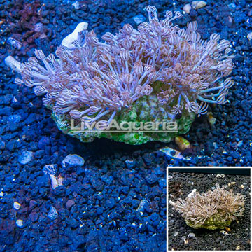 Xenia Coral Vietnam