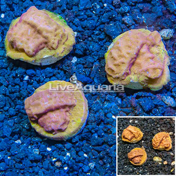 LiveAquaria® Cultured Leptoseris Coral