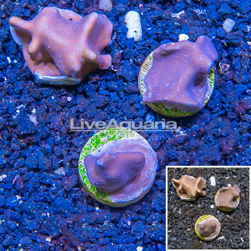 LiveAquaria® Cultured Blue Ridge Coral, Three Pack