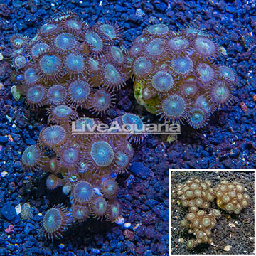 LiveAquaria® Cultured Zoanthus Coral, Three Pack