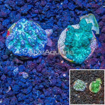 LiveAquaria® Two Pack Cultured Hydnophora Coral