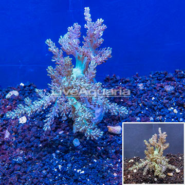 LiveAquaria® Cultured XL Pineapple Tree Coral