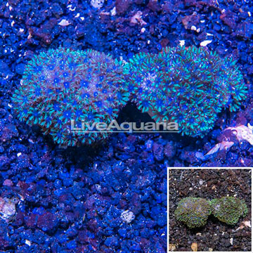LiveAquaria® Cultured Sympodium Coral, Two Pack