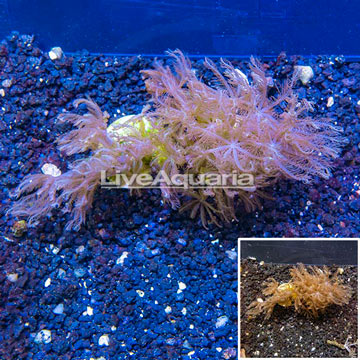 LiveAquaria® Cultured Anthelia Coral, Two Pack