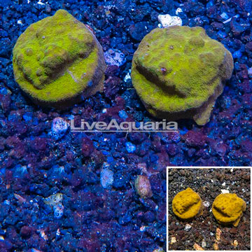 LiveAquaria® Cultured Psammacora Coral, Two Pack