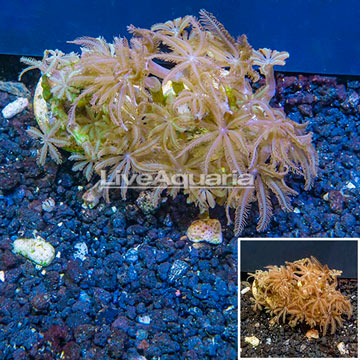 LiveAquaria® Two Pack Cultured Anthelia Coral